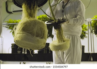 Cannabis Roots In Hydroponics, Cannabis Cultivation In A Legal Garden.