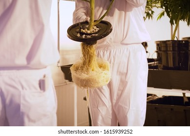 Cannabis Roots In Hydroponics, Cannabis Cultivation In A Legal Garden.