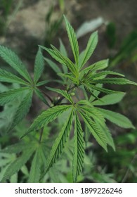 A Cannabis ruderalis plants leaf 