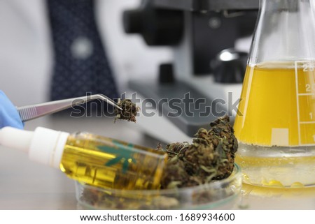 Cannabis samples on table in medical laboratory. Cannabidiol is recognized as a treatment for epilepsy. Research goals. Selection process with each bush population. Non-narcotic variety