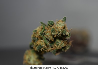 Cannabis Sativa Bud