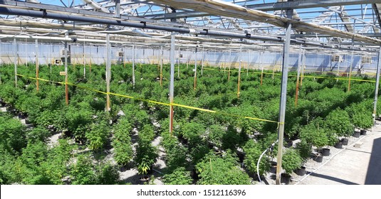 Cannabis Sativa Crop In A Semi Controlled Greenhouse 