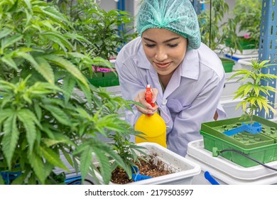 Cannabis Sativa Hemp Agriculture Farm Woman Farmer Watering Spray Marijuana Plant Tree