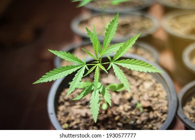 Cannabis sativa or hemp growth in pot. Cannabis plant grown commercially for hemp, marijuana production. Medical, commercial and education research concept