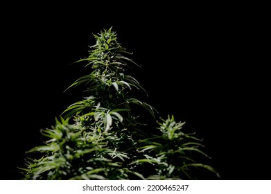 Cannabis Sativa Indica Bud Marijuana Plant And Flower Black Background