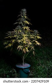 Cannabis Sativa Indica Marijuana Plant In Bucket In Backyard