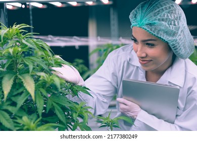Cannabis Sativa Or Cannabis Indica Medical Plant Farming Agriculture With Scientist Working Hemp Flower Bud Research For Medicine.