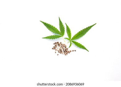 Cannabis sativa leaf isolated on white background.