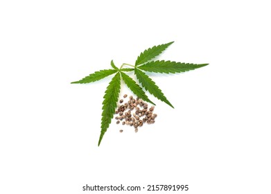 Cannabis sativa leaf isolated on white background.