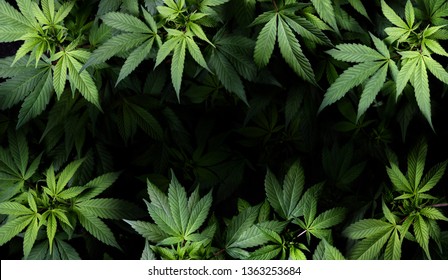 Cannabis Sativa Leaves On Dark - Medical Legal Marijuana
