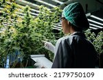 Cannabis scientists are investigating the quality of cannabis cannabis in cultivation schools. Medical concepts, cannabis, CBD