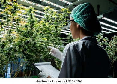 Los científicos del cannabis están investigando la calidad del cannabis en las escuelas de cultivo. Conceptos médicos, cannabis, CBD