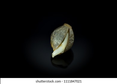 Cannabis seed is opening - germintaion of cannabis seeds, sprouting.