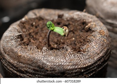 Cannabis Seedling Coming Out Of The Seed.