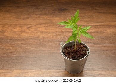 Cannabis Seedling In A Potted On A Wooden Table. Texture Marijuana Leaves. Close-up Photo. Concept Of Cannabis Plantation For Medical And Business.