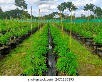 Cannabis seedlings grown for medical purposes.
