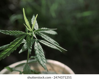 Cannabis seedlings in plastic cups