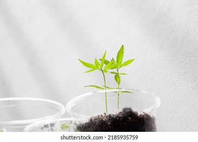 Cannabis Seedlings In Pots. Growing Cannabis Indoors Residence Is Legal In Thailand. Cannabis Freedom Concept