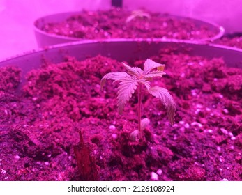 Cannabis Seedlings Under Grow Light. 