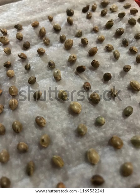 How to Plant Cannabis Seeds Indoors: 14 ...