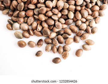 Cannabis seeds isolated on white background. Marijuana grains, herbal treatment product macro view.