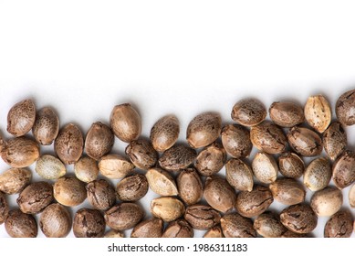 cannabis seeds on white background, close up of hemp seeds for planting agriculture herbal medicine, marijuana seed