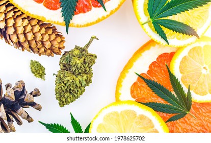 Cannabis Terpenes Concept With Marijuana Bud Lemons Grapefruit Leafs And Pine Cones