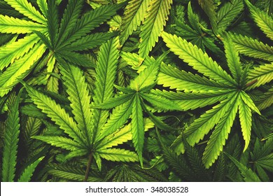 Cannabis Texture Marijuana Leaf Pile Background with Flat Vintage Style
