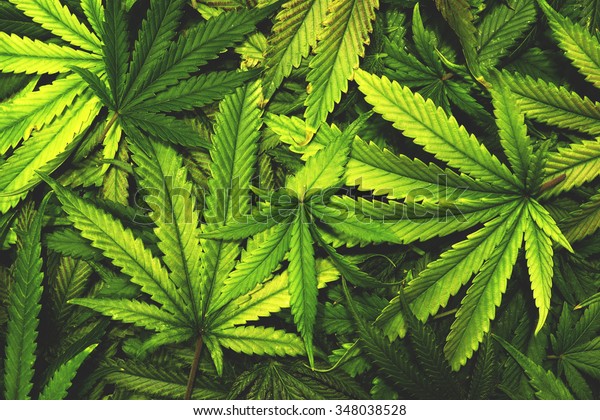 Cannabis Texture Marijuana Leaf Pile Background
with Flat Vintage
Style
