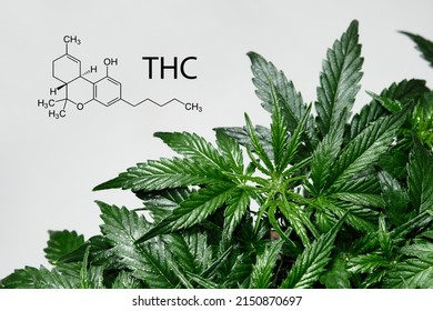 Cannabis THC chemistry formula. Tetrahydrocannabinol. Cannabis plant isolated on white background. Layout of fresh wet marijuana leaves, watering bush