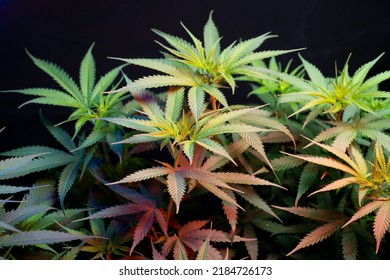 Cannabis Tree On Black Background