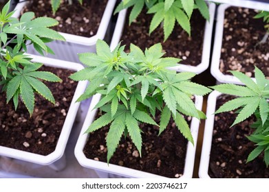 Cannabis Tree In Tree Pot