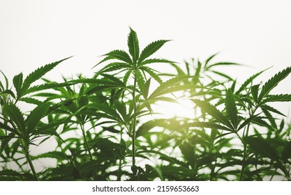 Cannabis Tree With Sunshine Background