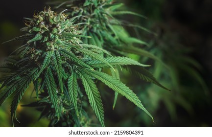 Cannabis Tree With Sunshine Background