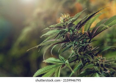 Cannabis Tree With Sunshine Background