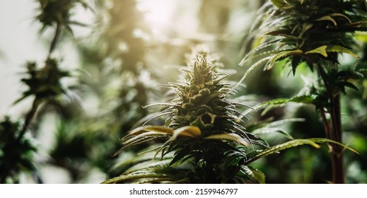 Cannabis Tree With Sunshine Background