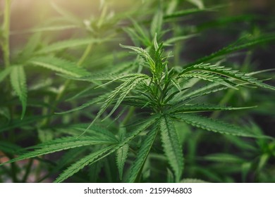 Cannabis Tree With Sunshine Background