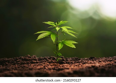 Cannabis Tree With Sunshine Background