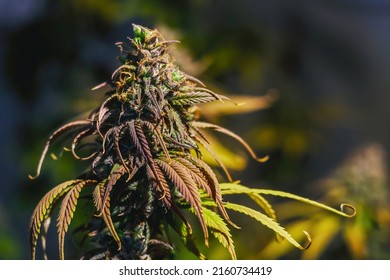 Cannabis Tree With Sunshine Background