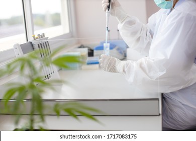 Cannabis Trees And Dried Cannabis Are In A Science Lab.