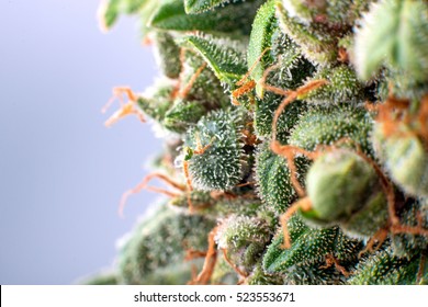 cannabis trichomes macro photo of plant marijuana bud health, cultivation of hybrid varieties of Indica and Sativa medical universities