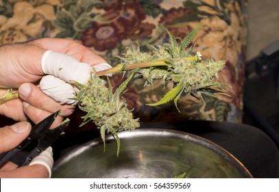 Cannabis Trimming