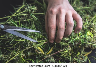 Cannabis Trimming Process , Marijuana Trim With Scissors.