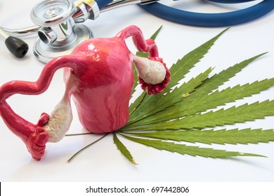 Cannabis And Uterus With Ovaries. Marijuana And Pregnancy. Influence (positive And Negative) Of Smoking Marijuana On Women Uterus And Ovaries, Reproductive System, Diseases Of Organs Of Reproduction