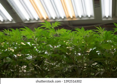 Cannabis Veg Plants Growing Under Light