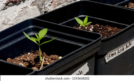 Cannabis Weed Plant Growing Lemon Kush Outdoor Garden