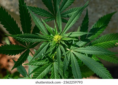 Cannavis sativa plant blooming, medical marihuana