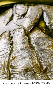 Canned Sardines. Extreme Close-up. Specular Highlights.