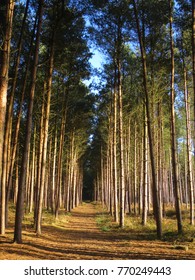 Cannock Chase Forest