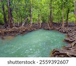 The Cannon ball mangrove tree and their roots, by the beautiful turqouise pond in the Mangrove forest under the rain